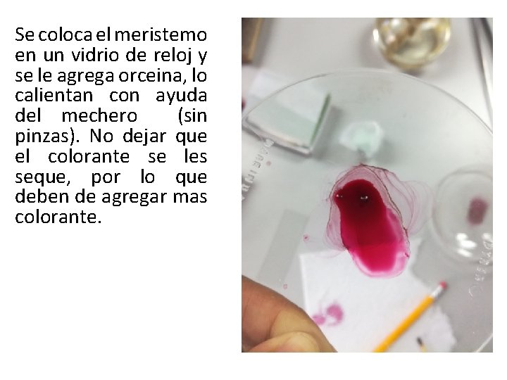 Se coloca el meristemo en un vidrio de reloj y se le agrega orceina,