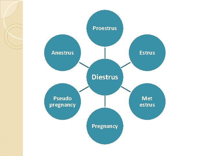 Proestrus Anestrus Estrus Diestrus Pseudo pregnancy Met estrus Pregnancy 