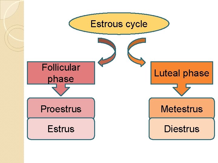 Estrous cycle Follicular phase Luteal phase Proestrus Metestrus Estrus Diestrus 