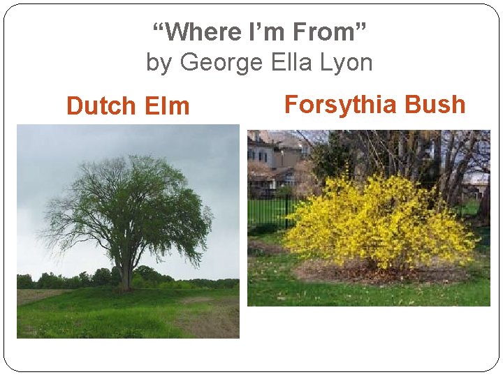 “Where I’m From” by George Ella Lyon Dutch Elm Forsythia Bush 