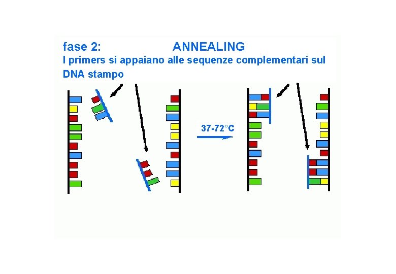 fase 2: ANNEALING I primers si appaiano alle sequenze complementari sul DNA stampo 37