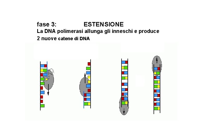 fase 3: ESTENSIONE La DNA polimerasi allunga gli inneschi e produce 2 nuove catene