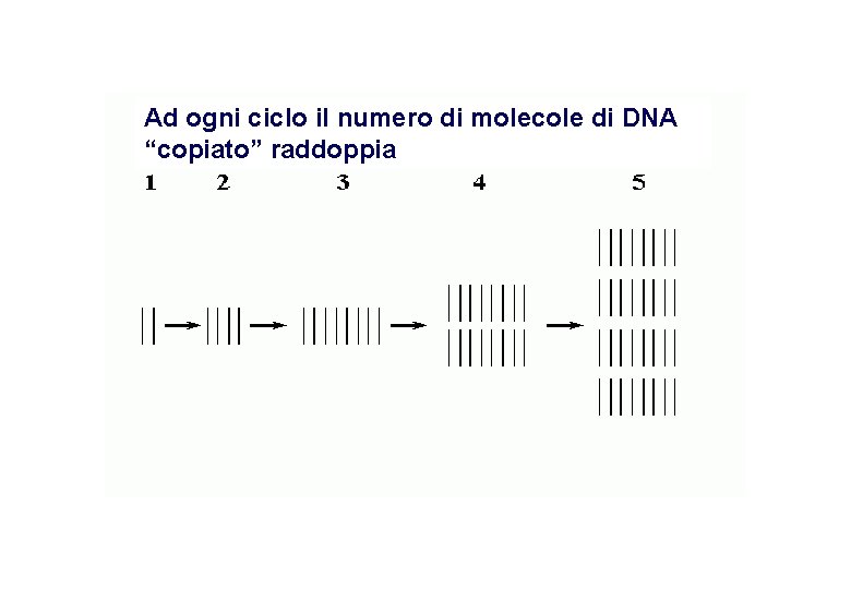Ad ogni ciclo il numero di molecole di DNA “copiato” raddoppia 
