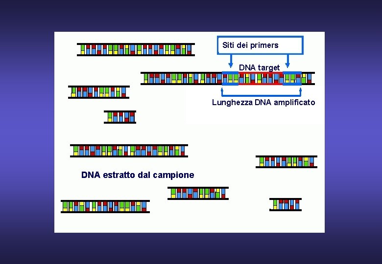 Siti dei primers DNA target Lunghezza DNA amplificato DNA estratto dal campione 