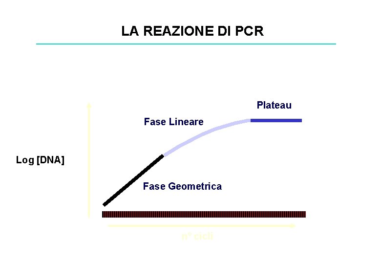 LA REAZIONE DI PCR Plateau Fase Lineare Log [DNA] Fase Geometrica n° cicli 