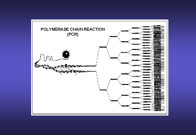 POLYMERASE CHAIN REACTION (PCR) 