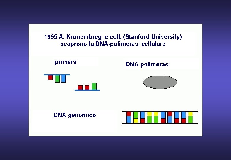 1955 A. Kronembreg e coll. (Stanford University) scoprono la DNA-polimerasi cellulare primers DNA genomico