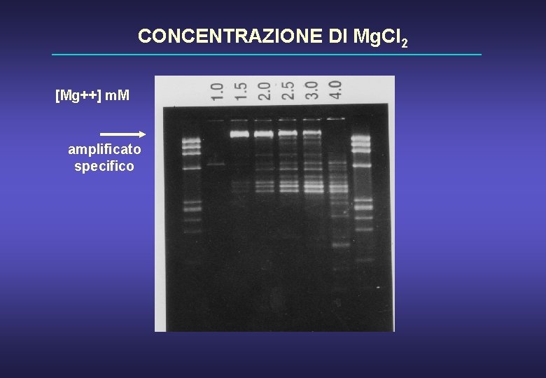 CONCENTRAZIONE DI Mg. Cl 2 [Mg++] m. M amplificato specifico 