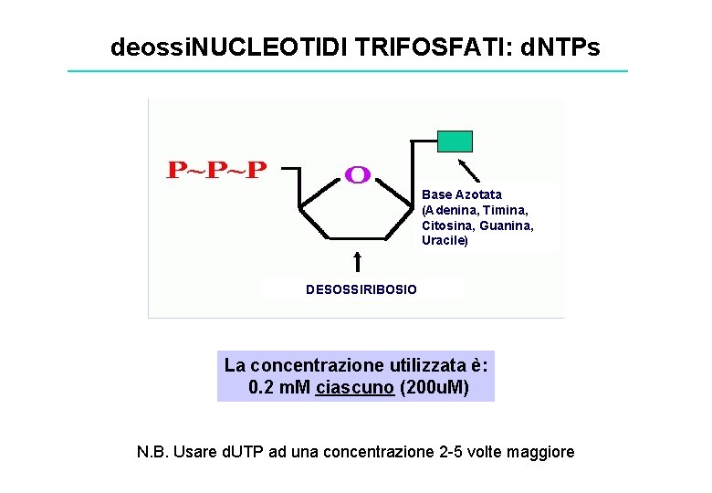 deossi. NUCLEOTIDI TRIFOSFATI: d. NTPs Base Azotata (Adenina, Timina, Citosina, Guanina, Uracile) DESOSSIRIBOSIO La