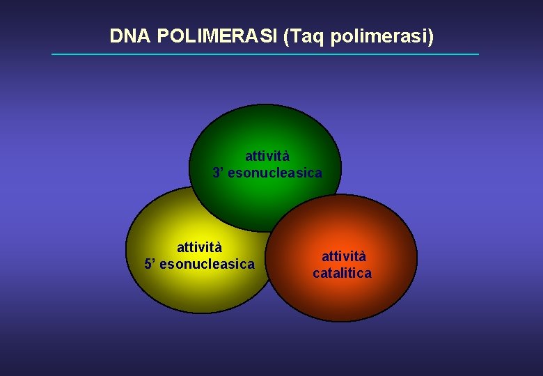 DNA POLIMERASI (Taq polimerasi) attività 3’ esonucleasica attività 5’ esonucleasica attività catalitica 