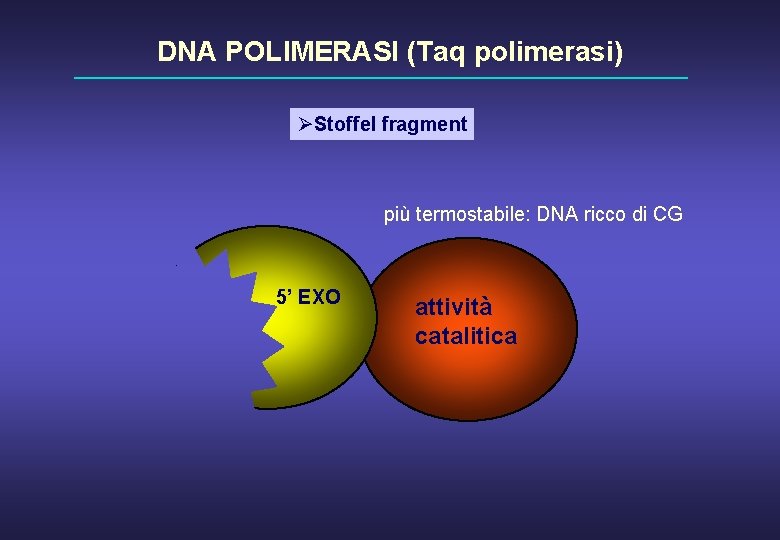 DNA POLIMERASI (Taq polimerasi) ØStoffel fragment più termostabile: DNA ricco di CG 5’ EXO