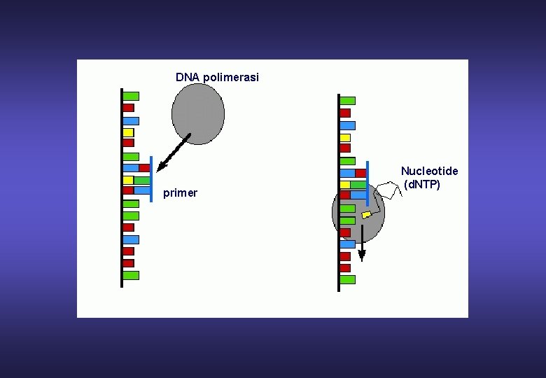 DNA polimerasi primer Nucleotide (d. NTP) 