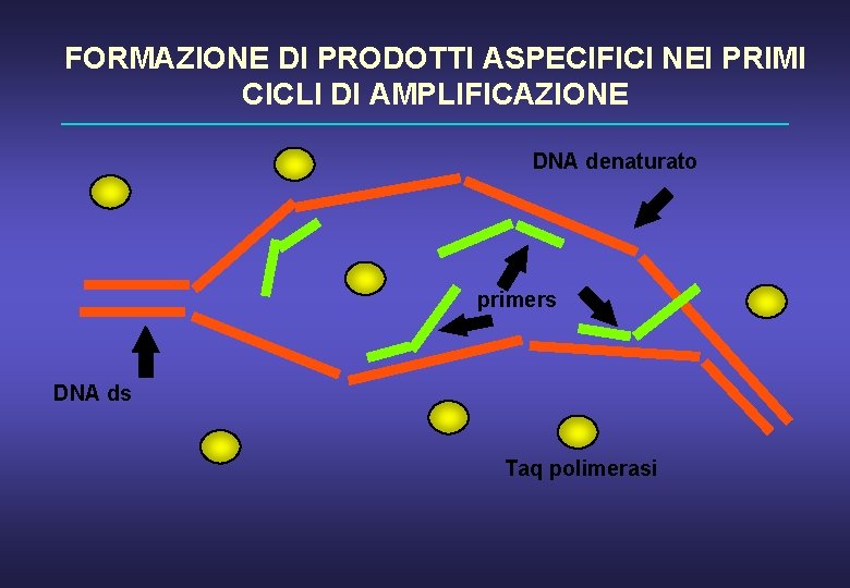 FORMAZIONE DI PRODOTTI ASPECIFICI NEI PRIMI CICLI DI AMPLIFICAZIONE DNA denaturato primers DNA ds