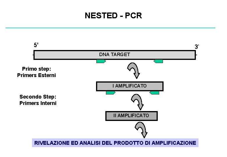NESTED - PCR 5’ - 3’ DNA TARGET - Primo step: Primers Esterni I