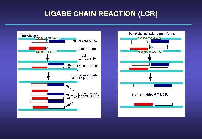 LIGASE CHAIN REACTION (LCR) mismatch: mutazione puntiforme DNA stampo primers antisenso primers senso ligasi