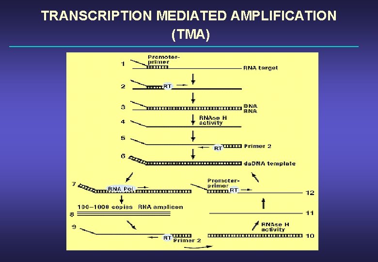 TRANSCRIPTION MEDIATED AMPLIFICATION (TMA) 