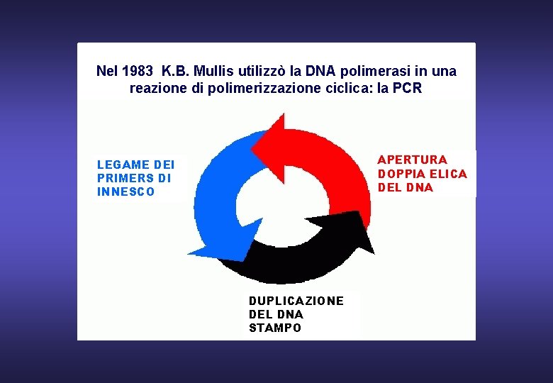 Nel 1983 K. B. Mullis utilizzò la DNA polimerasi in una reazione di polimerizzazione