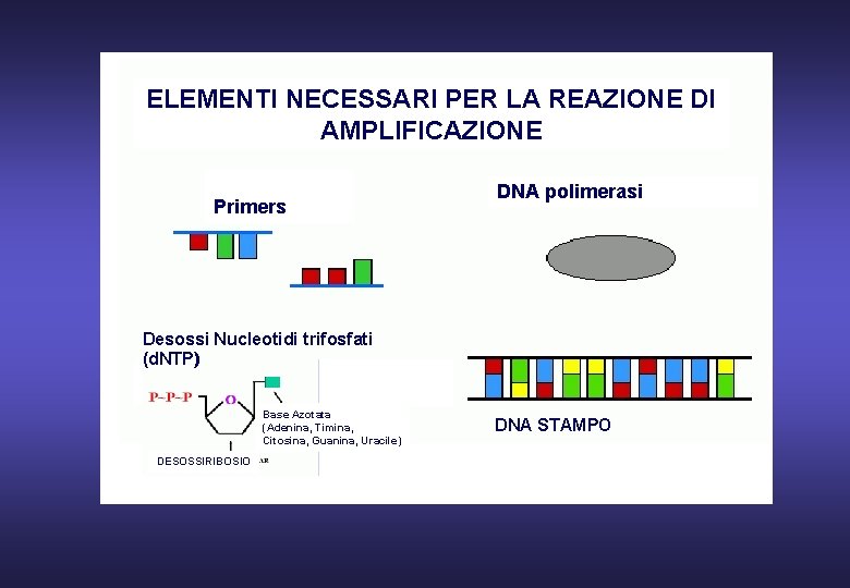 ELEMENTI NECESSARI PER LA REAZIONE DI AMPLIFICAZIONE Primers DNA polimerasi Desossi Nucleotidi trifosfati (d.