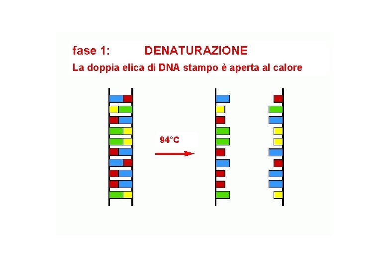 fase 1: DENATURAZIONE La doppia elica di DNA stampo è aperta al calore 94°C