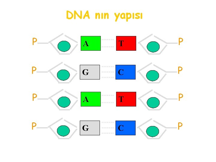 DNA nın yapısı P A T P P G C P 