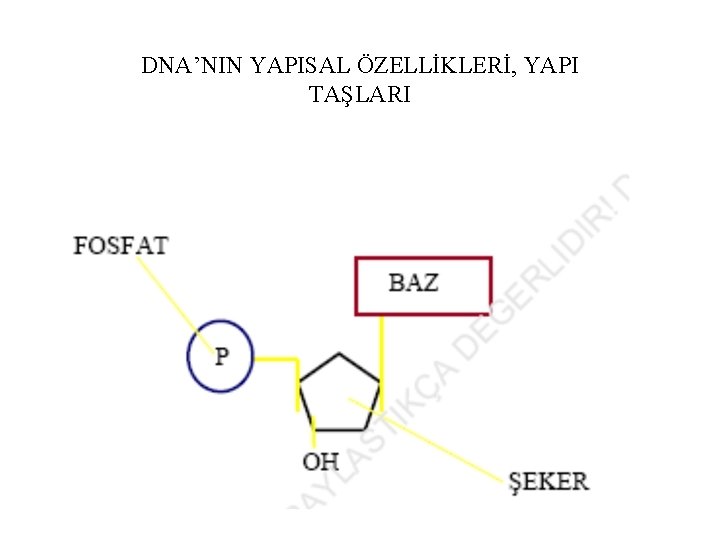 DNA’NIN YAPISAL ÖZELLİKLERİ, YAPI TAŞLARI 