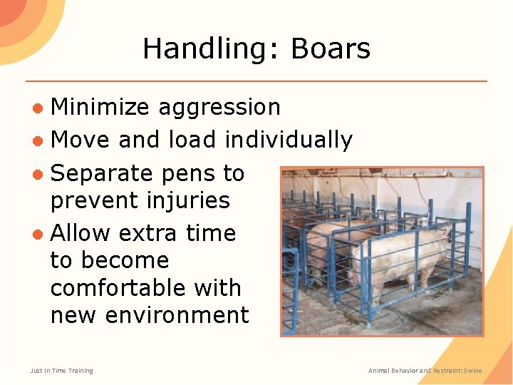 Handling: Boars ● Minimize aggression ● Move and load individually ● Separate pens to