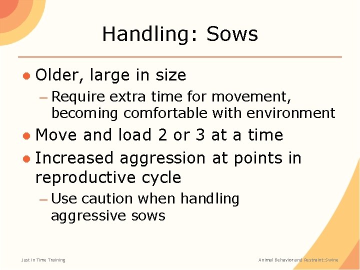 Handling: Sows ● Older, large in size – Require extra time for movement, becoming