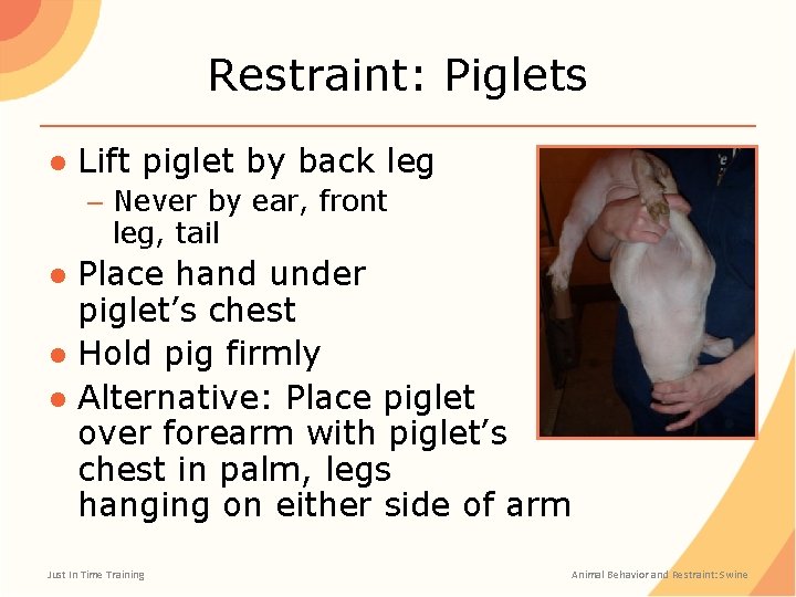 Restraint: Piglets ● Lift piglet by back leg – Never by ear, front leg,