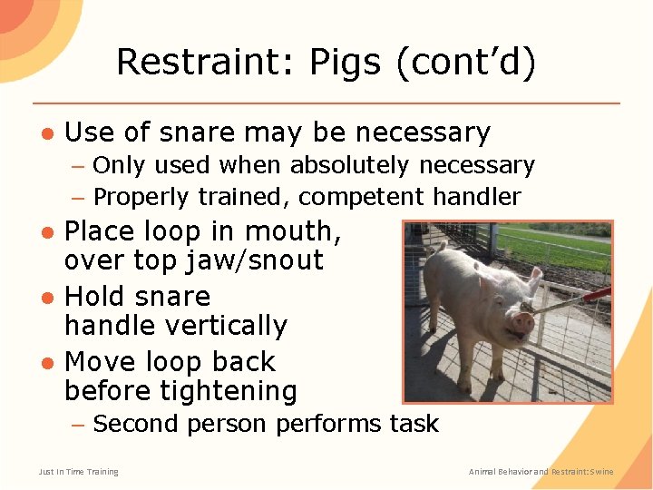 Restraint: Pigs (cont’d) ● Use of snare may be necessary – Only used when