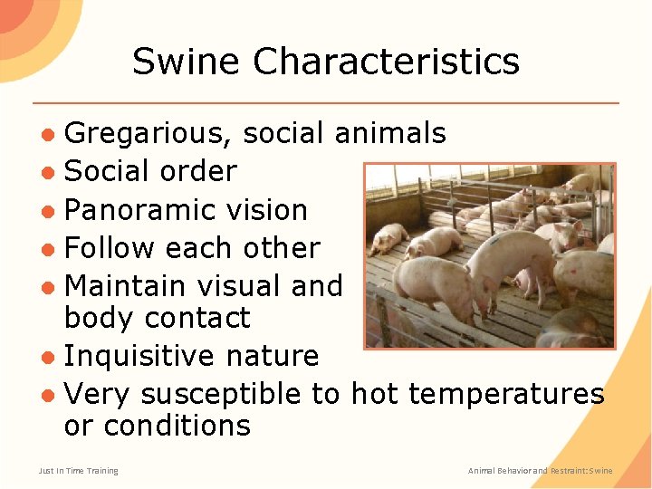 Swine Characteristics ● Gregarious, social animals ● Social order ● Panoramic vision ● Follow