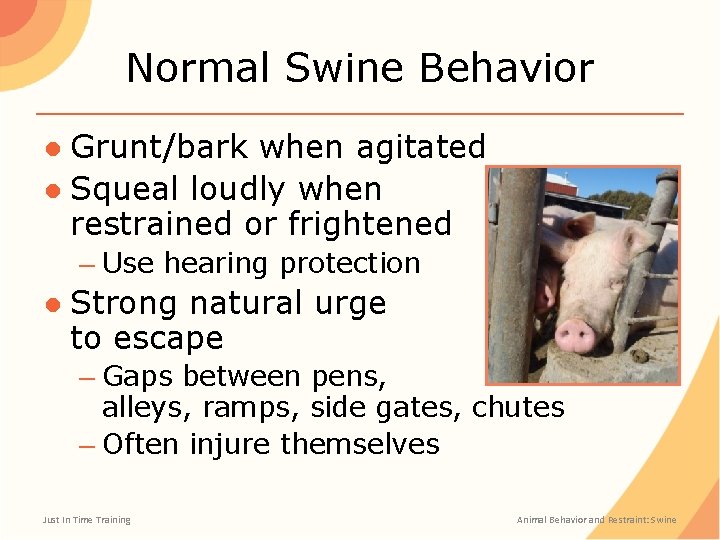 Normal Swine Behavior ● Grunt/bark when agitated ● Squeal loudly when restrained or frightened