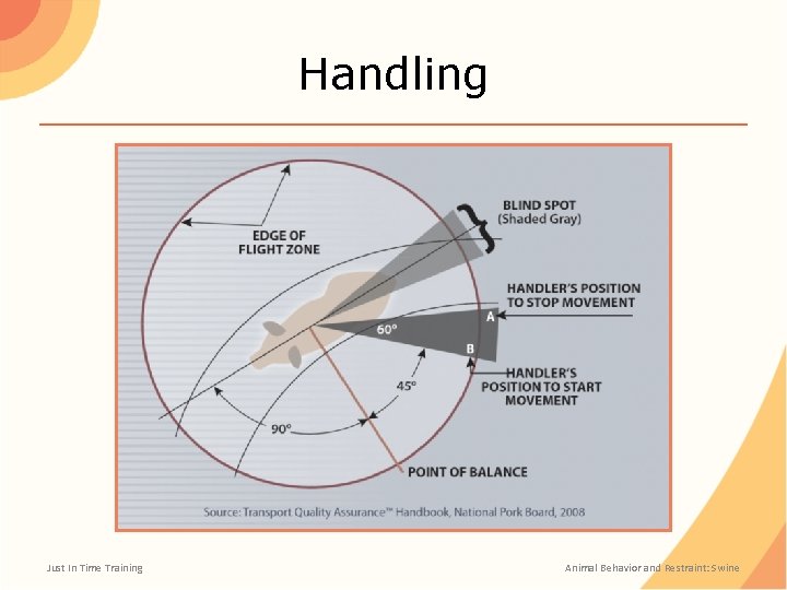 Handling Just In Time Training Animal Behavior and Restraint: Swine 