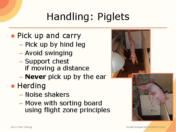 Handling: Piglets ● Pick up and carry – Pick up by hind leg –