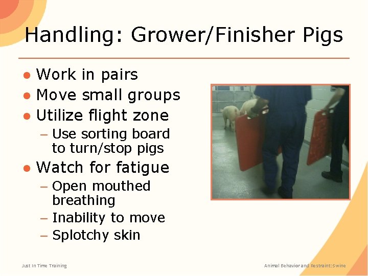 Handling: Grower/Finisher Pigs ● Work in pairs ● Move small groups ● Utilize flight