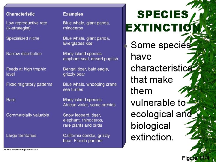 SPECIES EXTINCTION Some species have characteristics that make them vulnerable to ecological and biological