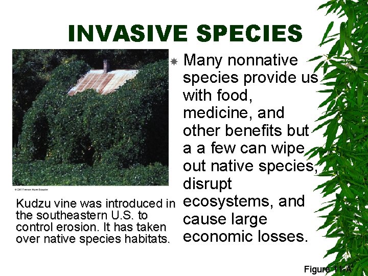 INVASIVE SPECIES Kudzu vine was introduced in the southeastern U. S. to control erosion.