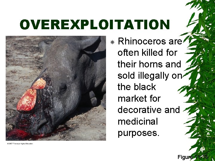 OVEREXPLOITATION Rhinoceros are often killed for their horns and sold illegally on the black