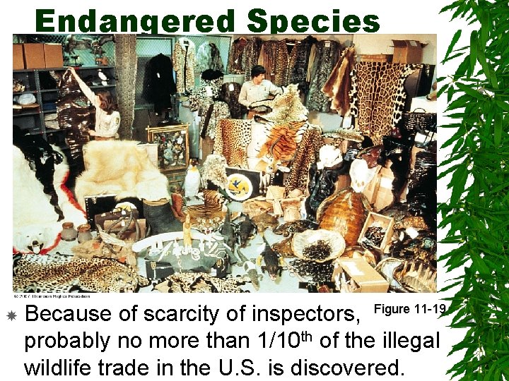 Endangered Species Because of scarcity of inspectors, Figure 11 -19 probably no more than