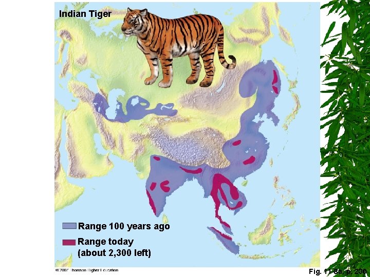 Indian Tiger Range 100 years ago Range today (about 2, 300 left) Fig. 11