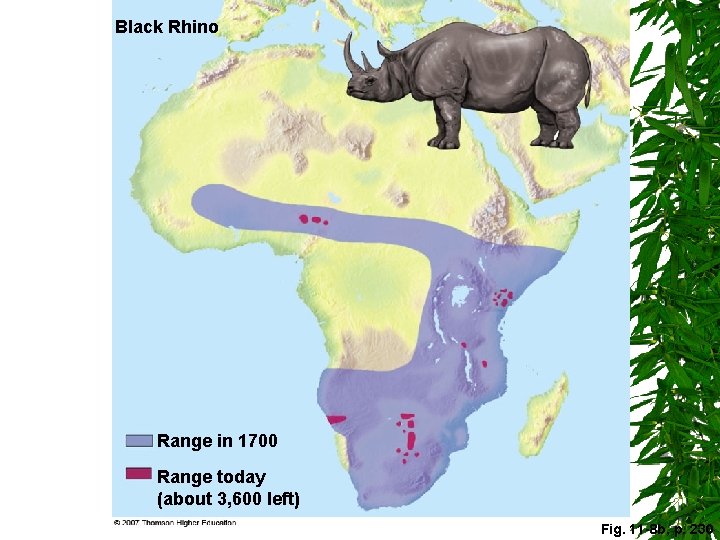 Black Rhino Range in 1700 Range today (about 3, 600 left) Fig. 11 -8