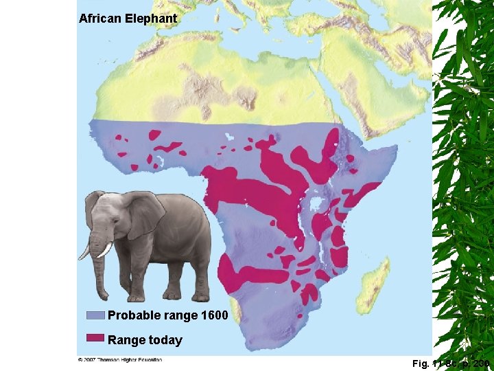 African Elephant Probable range 1600 Range today Fig. 11 -8 c, p. 230 