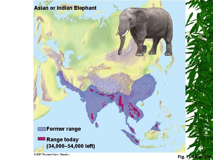 Asian or Indian Elephant Former range Range today (34, 000– 54, 000 left) Fig.