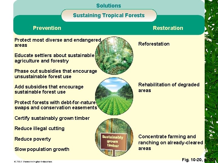 Solutions Sustaining Tropical Forests Prevention Protect most diverse and endangered areas Restoration Reforestation Educate