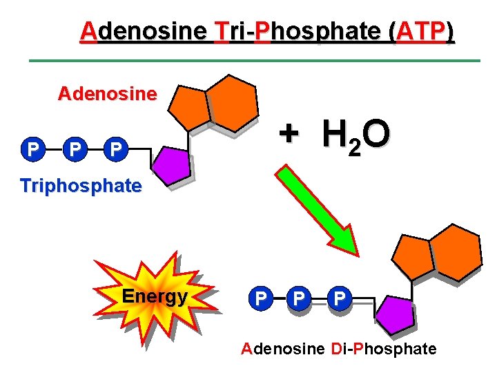 Adenosine Tri-Phosphate (ATP) Adenosine P P + H 2 O P Triphosphate Energy P