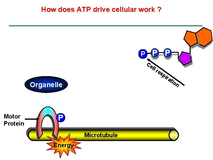How does ATP drive cellular work ? P P Ce ll r es pi