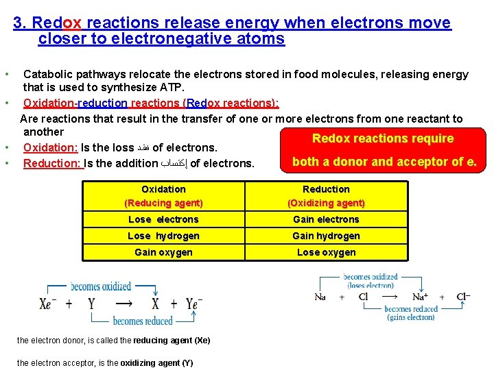 3. Redox reactions release energy when electrons move closer to electronegative atoms • •