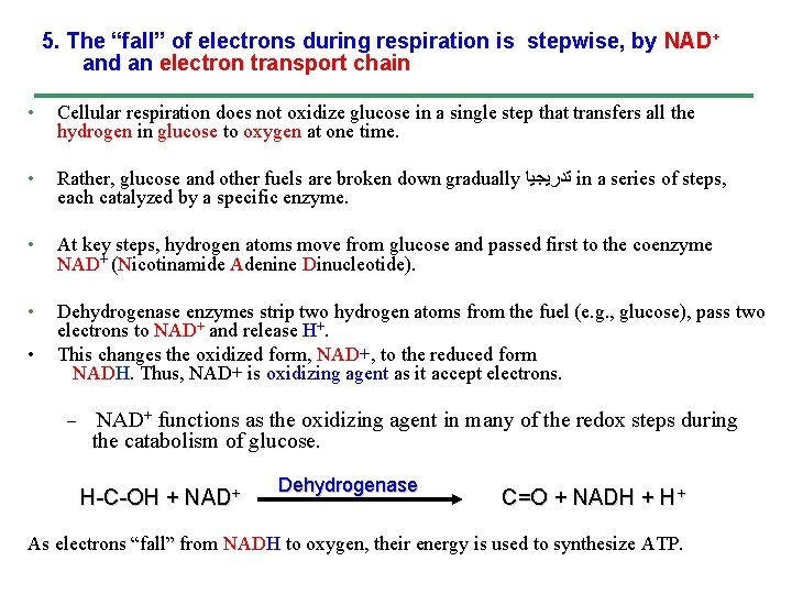 5. The “fall” of electrons during respiration is stepwise, by NAD+ and an electron