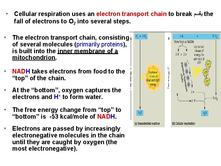  • Cellular respiration uses an electron transport chain to break ﻳﻗﺳﻢ the fall