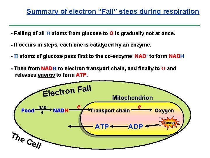 Summary of electron “Fall” steps during respiration - Falling of all H atoms from