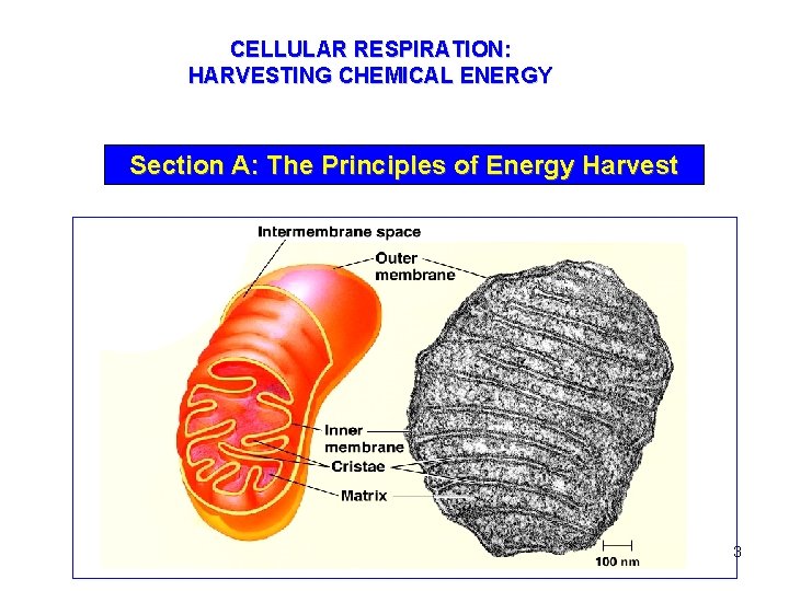 CELLULAR RESPIRATION: HARVESTING CHEMICAL ENERGY Section A: The Principles of Energy Harvest 3 